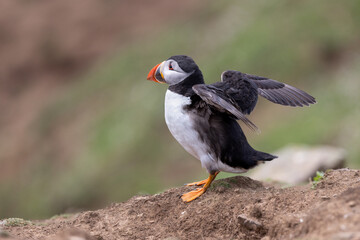 An iconic wild seabird, the  Atlantic Puffin (Fratercula arctica)