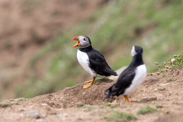 An iconic wild seabird, the  Atlantic Puffin (Fratercula arctica)