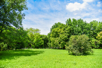 Trees in a natural park in the afternoon