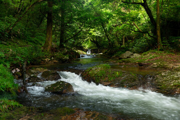Fototapeta premium 新緑の渓流