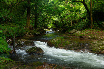 新緑の渓流