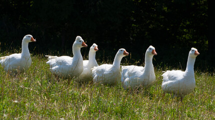 white geese on a pasture