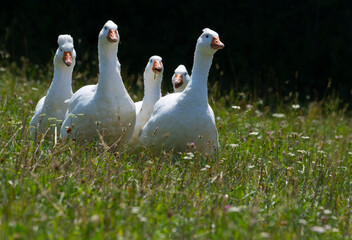white geese on a pasture