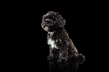 Portrait of cool purebred dog, fluffy curly black Maltipoo looking at camera isolated over dark background. Concept of animal, care, vet, active lifestyle