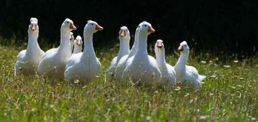 white geese on a pasture © Vera Kuttelvaserova