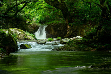 Naklejka premium 新緑の渓流