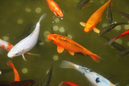 koi carp. small bright fish in the pond. background for the design.