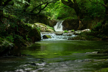 新緑の渓流