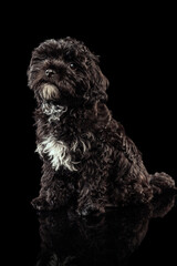 Portrait of cool purebred dog, fluffy curly black Maltipoo looking at camera isolated over dark background. Concept of animal, care, vet, active lifestyle
