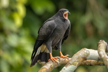 Snail Kite perched on a branch calling