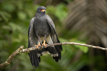Snail Kite perched on a branch and drying it's wings 