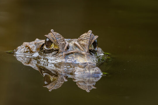Spectacled caiman with surfaced head, with the ridge between the eyes visible and showing superb details in the eyes