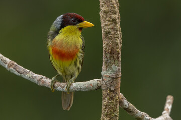 Lemon-throated Barbet perched on a branch in the Amazonian rainforest