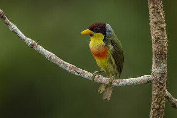 Lemon-throated Barbet perched on a branch in the Amazonian rainforest