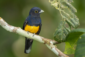 Amazonian Trogon perched on a branch in the rainforest