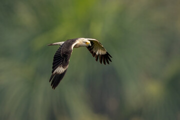 Yellow-headed caracara in flight against a green background