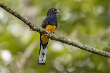 Green-backed Trogon perched on a branch in the forest 