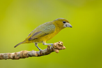 Golden-bellied Euphonia perched on a branch in the rainforest