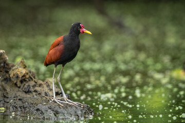 Wattled jacana at the waterfront in a natural setting