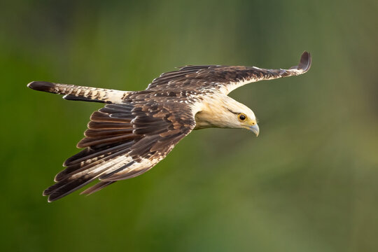 Yellow-headed caracara in flight against a green background