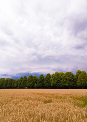 Fototapeta premium Stylish bio wallpaper. Rye field. Gold Nature aesthetic background.
