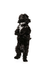 One cute doggy, fluffy curly black Maltipoo dog posing isolated over white background. Concept of animal, care, vet, active lifestyle