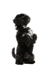 Portrait of fluffy curly black Maltipoo dog posing isolated over white background. Concept of animal, care, vet, active lifestyle