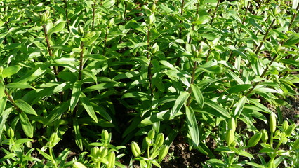 unopened flower buds of the lily plant