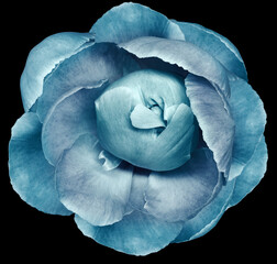 Fototapeta premium Turquoise peony flower on black isolated background with clipping path. Closeup. For design. Nature.