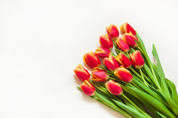 Red with yellow tulips lie on a white background