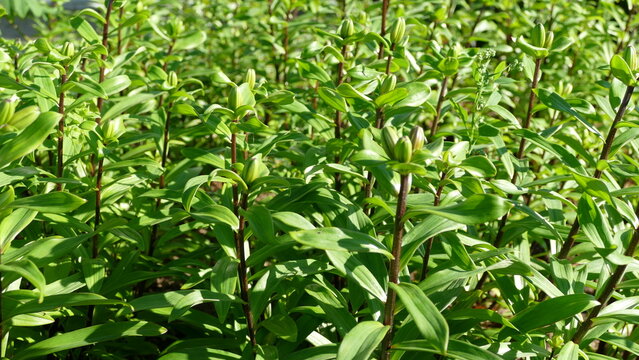 unopened flower buds of the lily plant