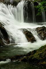 Fototapeta premium 新緑の渓流