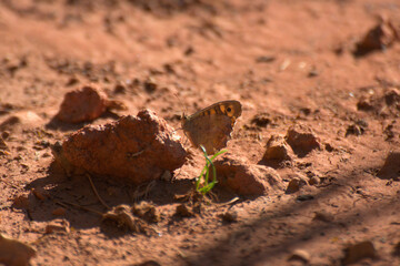 Papillon sur terre argileuse marron