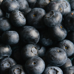 Berry background, or photo wallpaper, blueberry berry close-up macro