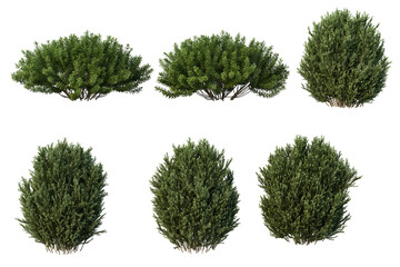 Bushes on a white background