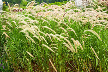 Reed grass and dogtail grass for decoration in the garden