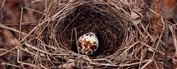 Fresh quail brown eggs with nest, rustic background with eggs with natural light and empty space...