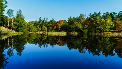 Forest lake reflection