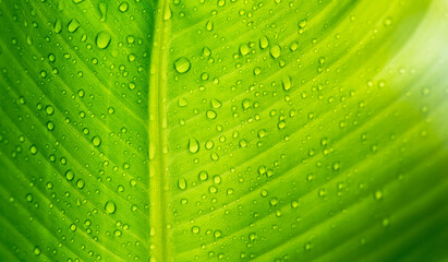 Close-up of green banana leaf background with details of a leaf-covered in water droplets. Macro vibrant plant nature organic. Abstract green leaf light..