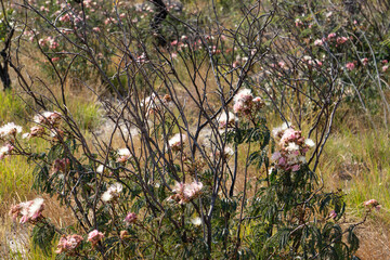 flowers in the garden