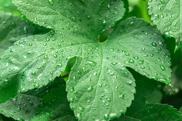 raindrops on green vine leaves closeup macro photography