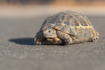 A land turtle moving along an asphalt road.