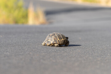 A turtle moves along an asphalt country road.