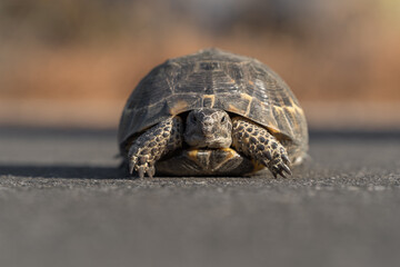 Close-up portrait of a Mediterranean land turtle.