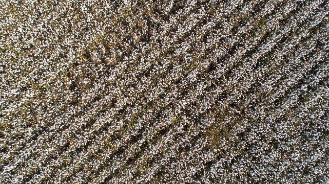 Aerial viewpoint from a drone   a cotton plant crop ready for harvest
