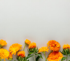 Alternative medicine. Medicinal herbs flowers, on a pastel background. Top view, copy space, banner.