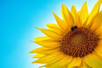 sunflower on blue background  - Bioeconomy - High quality photo