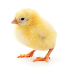 Obraz premium Small yellow chicken