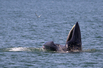 Bryde’s whale forage small fish in the gulf of Thailand