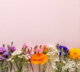 Alternative medicine. Medicinal herbs flowers, on a pastel background. Top view, copy space, banner.